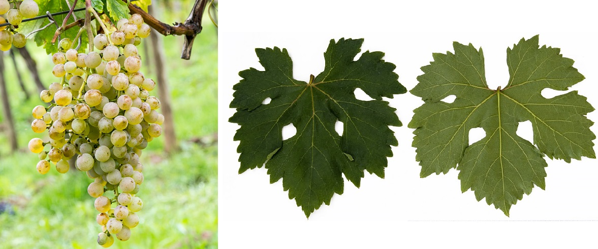 Malvasia di Lipari - Weintraube und Blatt