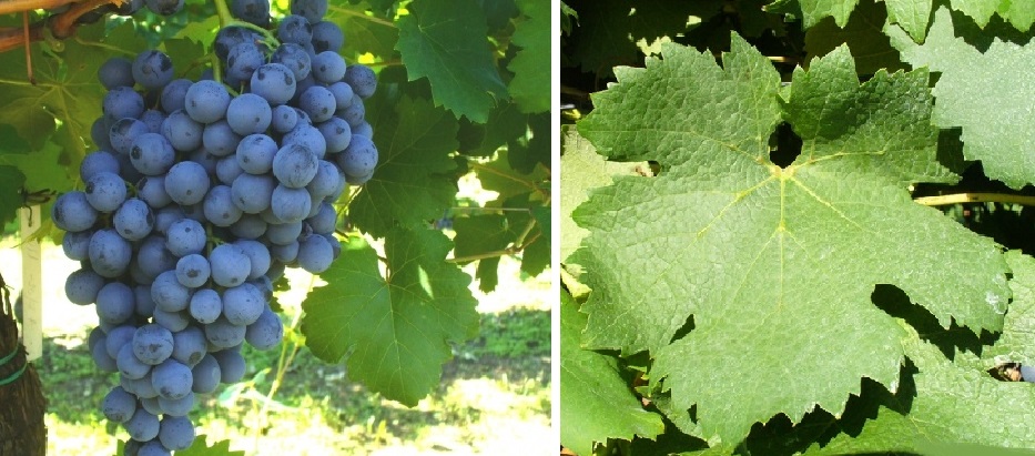 Nieddera - Weintraube und Blatt