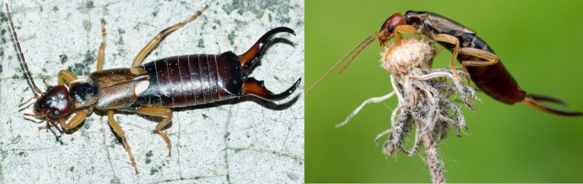 Ohrwurm - zwei Bilder vom Insekt