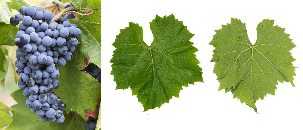 Plantet - Weintraube und Blatt