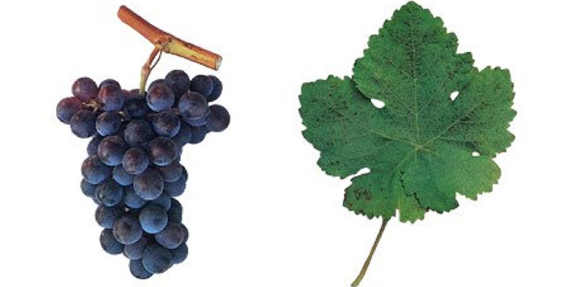 Ramisco - Weintraube und Blatt