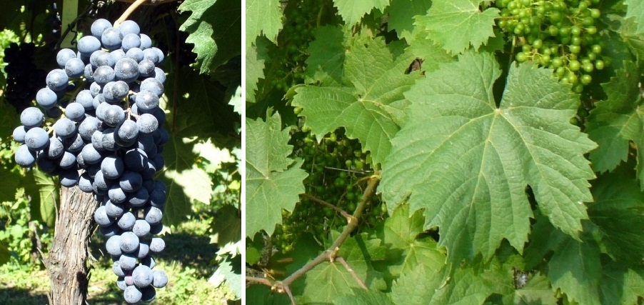 Refosco dal Peduncolo Rosso - Weintraube und Blätter