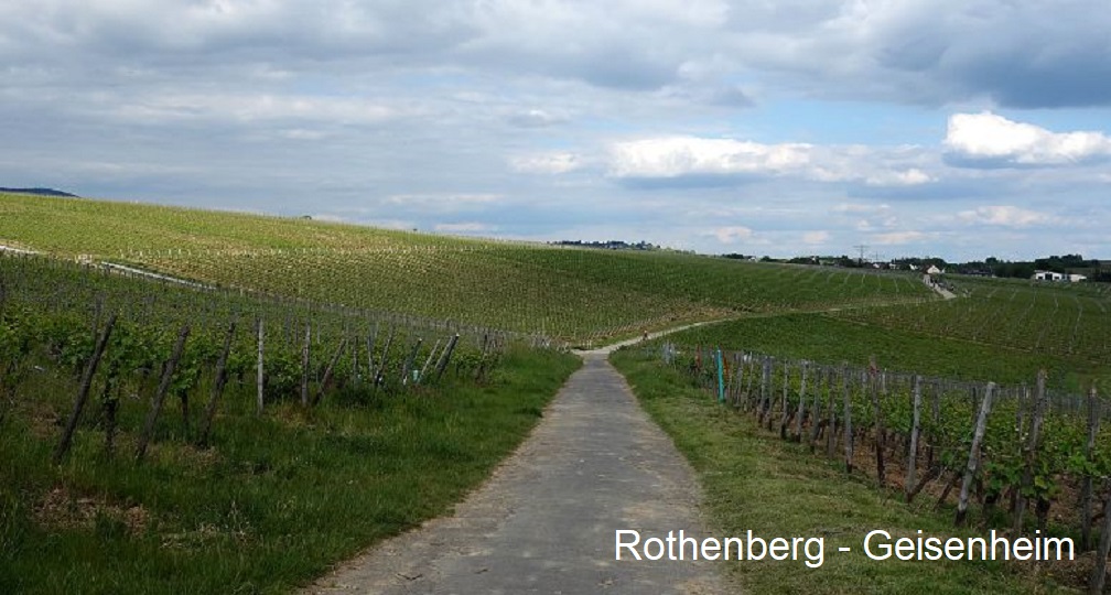 Rothenberg - Geisenheim