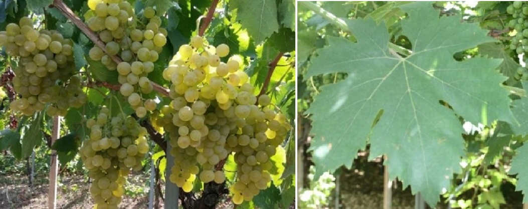 Santa Sofia - Weintrauben am Rebstock und Blatt