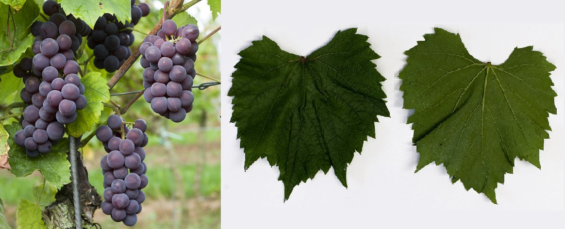 Swenson Red - Weintrauben und Blatt