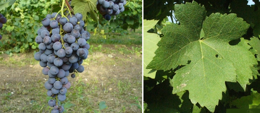 Uva Tosca - Weintraube und Blatt