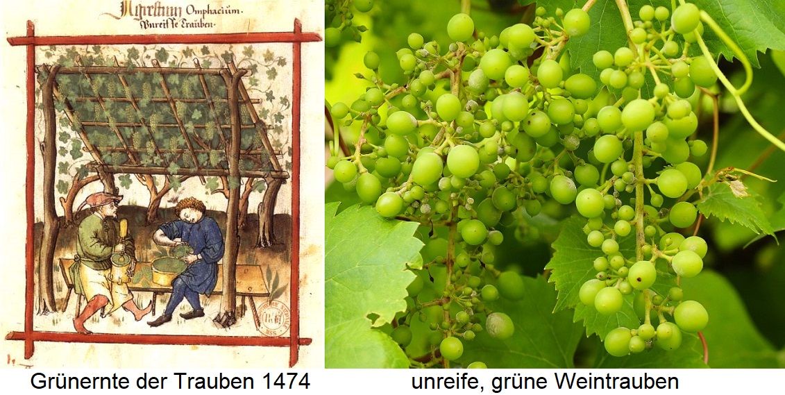 Verjus - Grünernte Sich aus 1474 und unreife, grüne Trauben