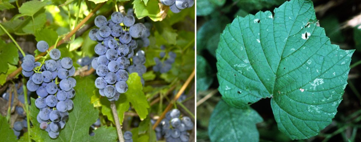 Vitis vulpina - Weintraube und Blatt