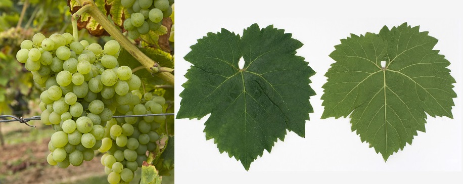 Vugava - Weintraube und Blatt